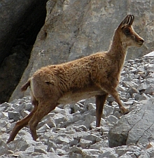 Isard (Southern Chamois) - Rupicapra pyrenaica parva &copy; Teresa Farino